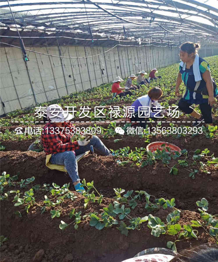 脱毒巧克力种植基地、脱毒巧克力批发