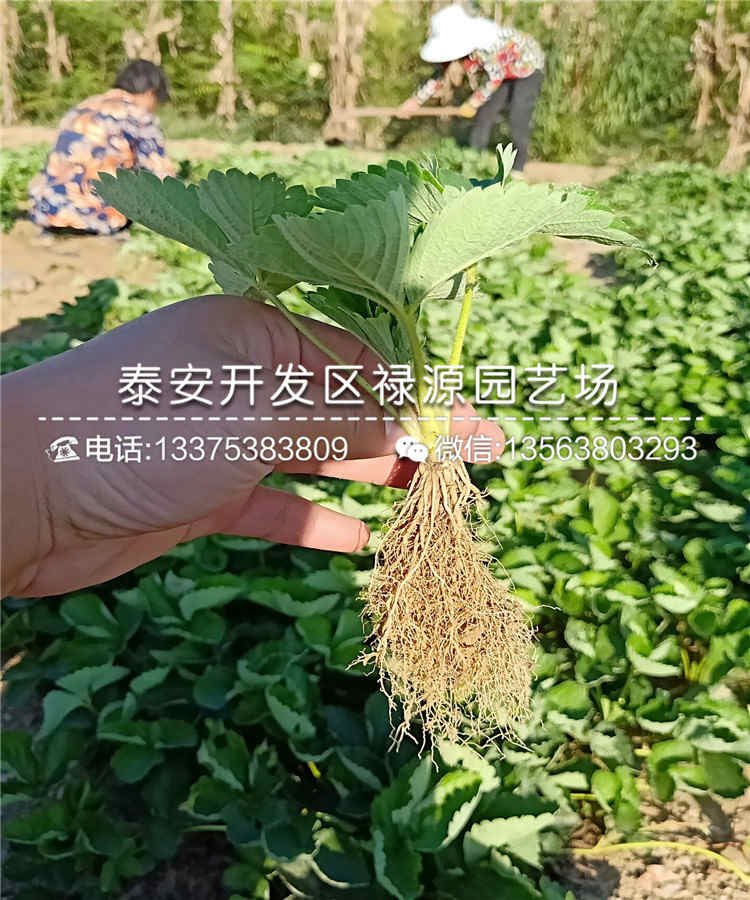 2019年妙香草莓苗、妙香草莓苗批发基地