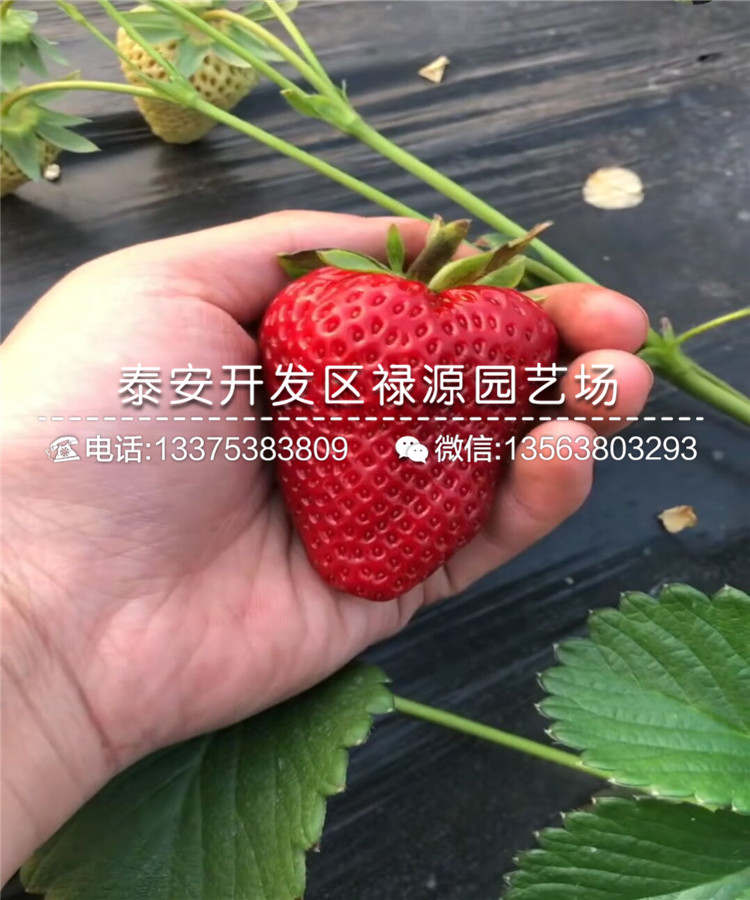 赛娃草莓苗海拔高适合种植吗