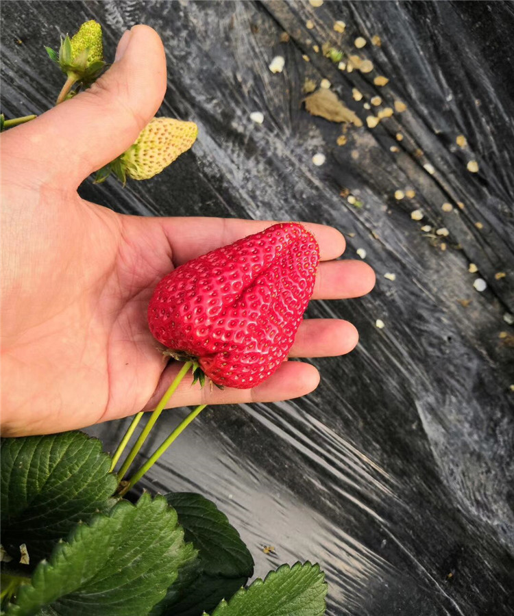 天香草莓苗的草莓品种