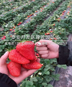 蒙特瑞草莓苗种植技术及价格