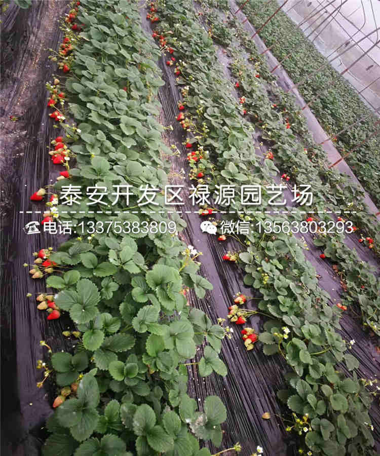 美德莱特草莓苗种植有什么要求