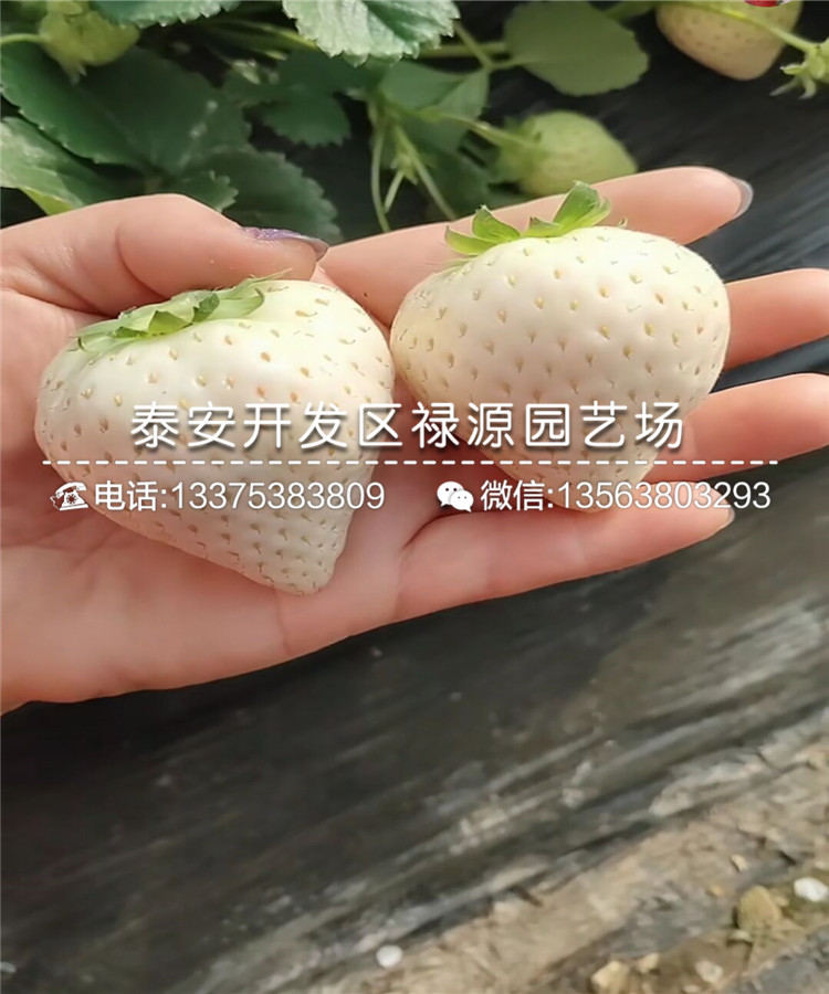 2019年宁玉草莓苗、宁玉草莓苗技术分享