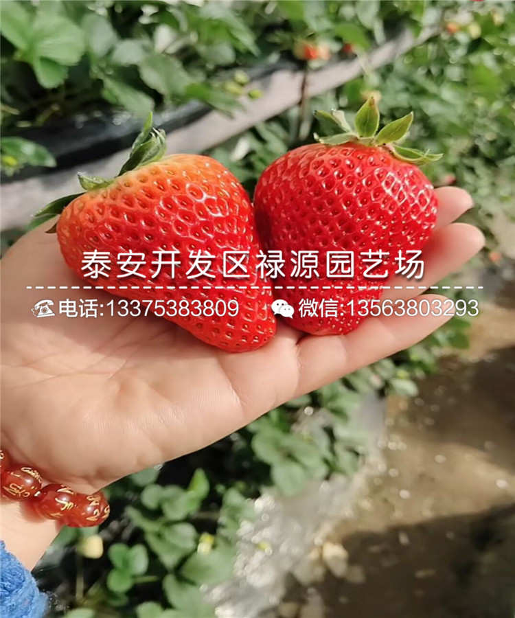 美德莱特草莓苗种植有什么要求