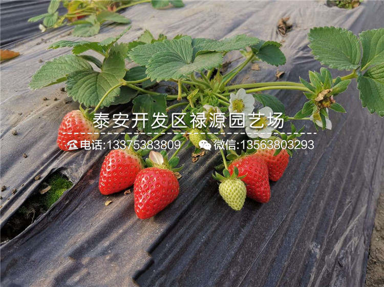 白雪公主草莓苗果实多少钱一斤