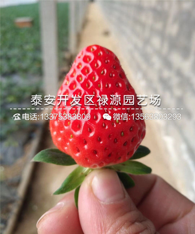 京郊小白草莓苗果实多少钱一斤
