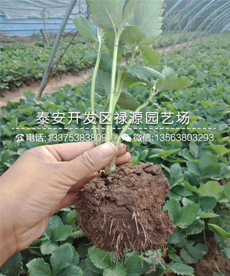 2019年隋珠草莓苗、隋珠草莓苗那里供应