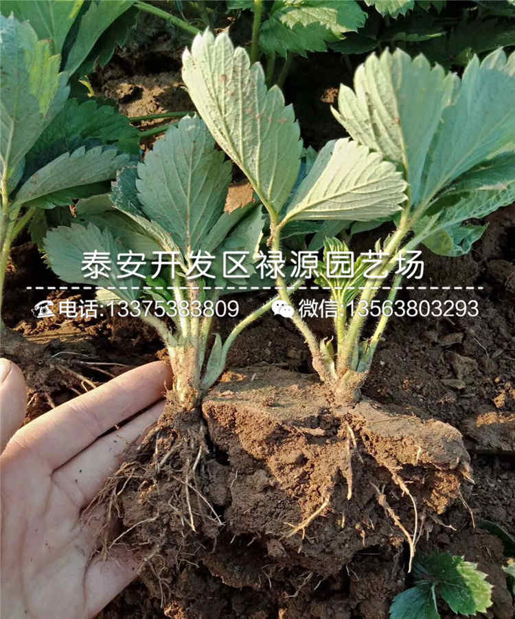 2019年隋珠草莓苗、隋珠草莓苗那里供应