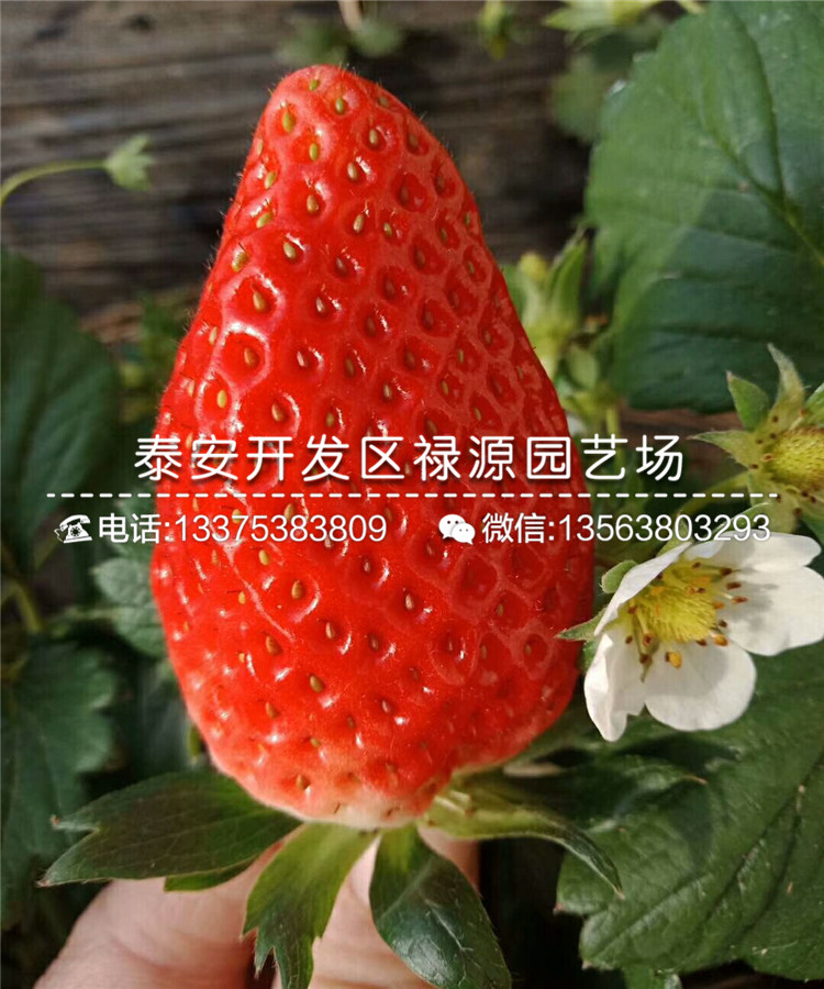 2019年妙香草莓苗、妙香草莓苗批发基地