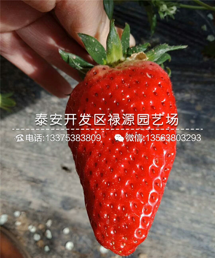 哪里有菠萝莓草莓苗、菠萝莓草莓苗市场行情
