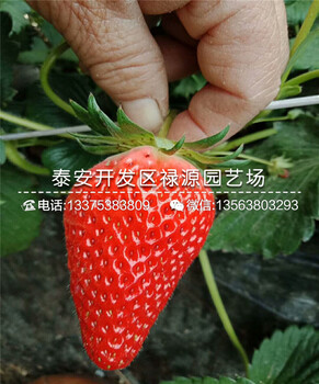山东小白草莓苗、小白草莓苗每日报价