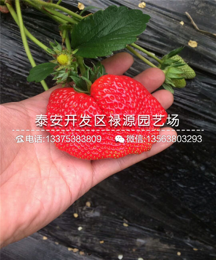 菠萝莓草莓苗的草莓品种