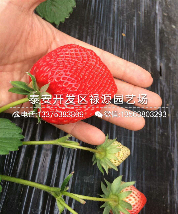 红颊草莓苗天气热可以种吗
