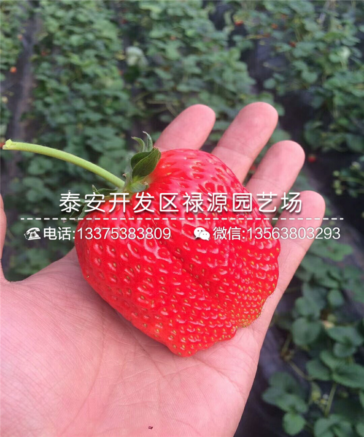批发安娜草莓苗、安娜草莓苗价格多少钱