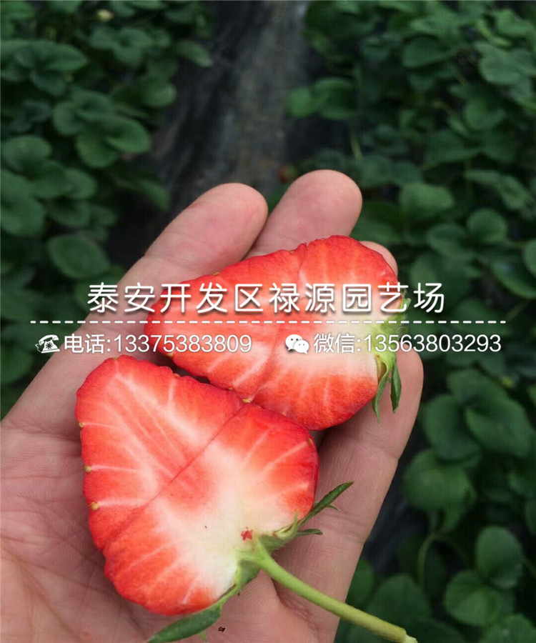 2019年隋珠草莓苗、隋珠草莓苗那里供应