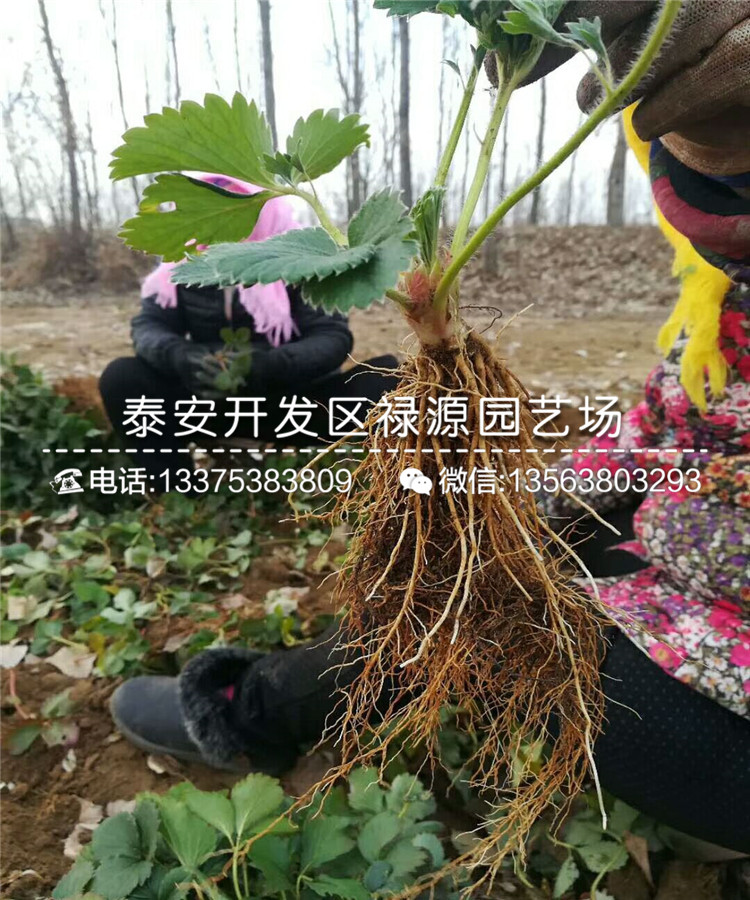 2019年佐贺清香草莓苗、佐贺清香草莓苗批发价格