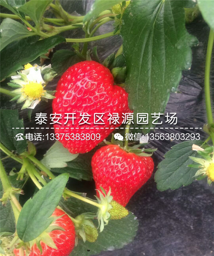 冬香草莓苗亩产量多少