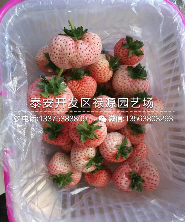 红颊草莓苗天气热可以种吗