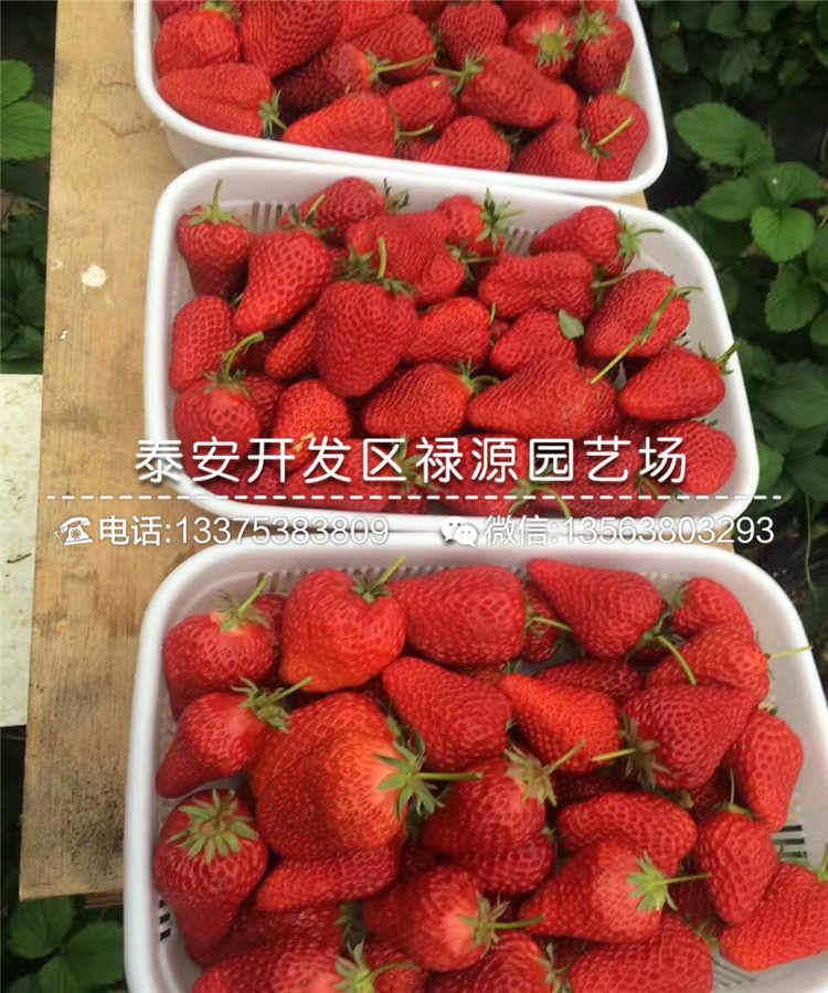 2019年美13草莓苗、美13草莓苗每日报价