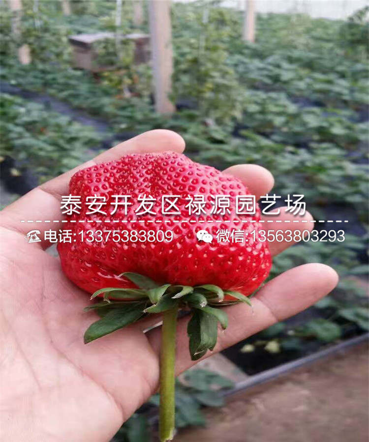 白雪公主草莓苗什么时间种植缓苗快