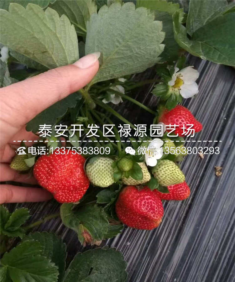 哪里有菠萝莓草莓苗、菠萝莓草莓苗市场行情
