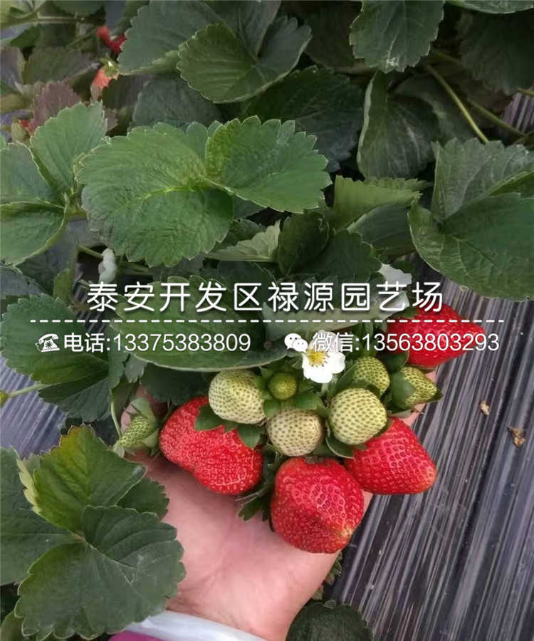 2019年隋珠草莓苗、隋珠草莓苗品种