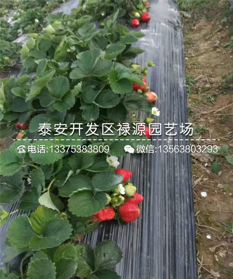 京郊小白草莓苗果实多少钱一斤