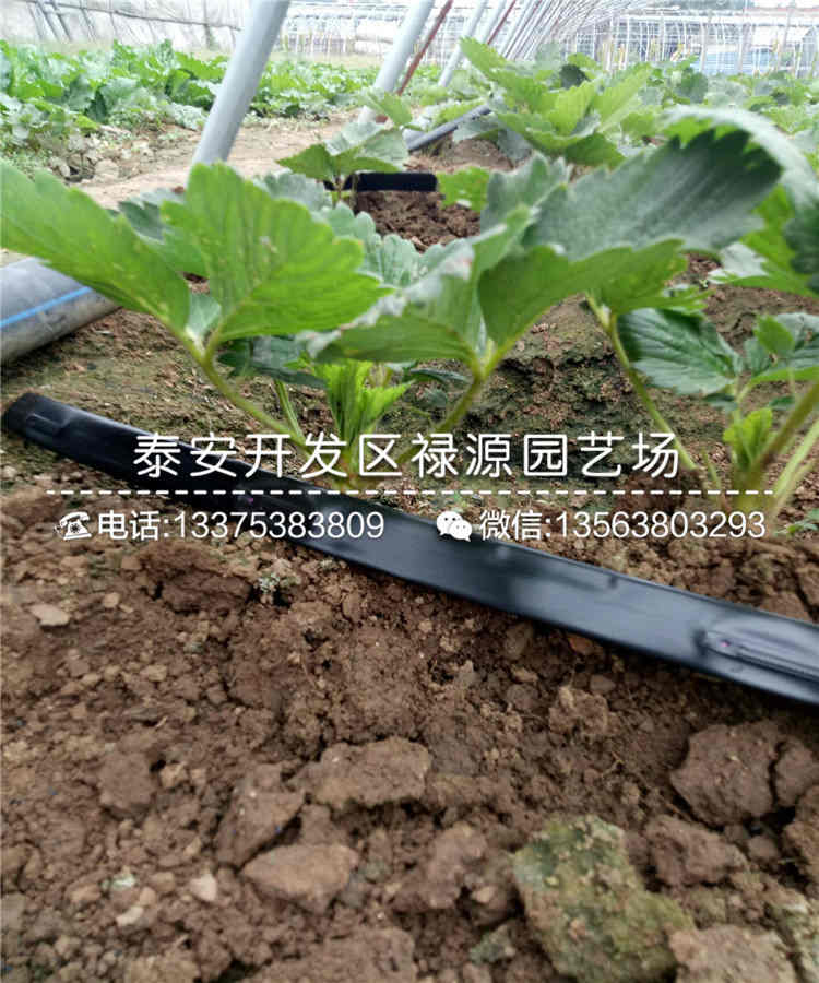 赛娃草莓苗种植技术及价格