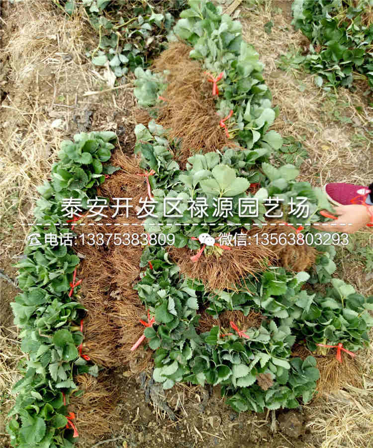 红玫瑰草莓苗怎么种植成活率高