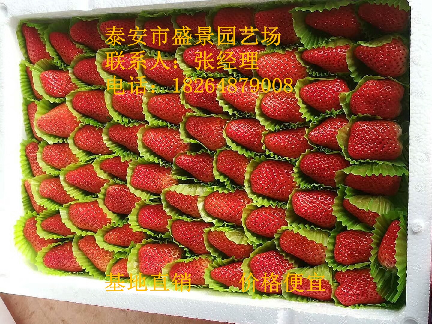 阳泉市奶油草莓多少钱一棵