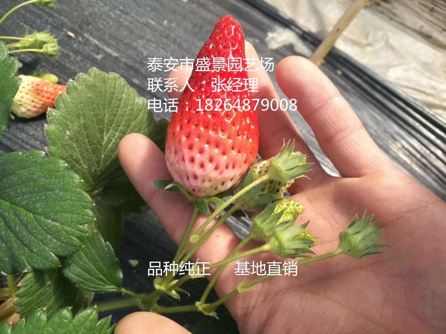 迪庆桃熏小白草莓苗种植基地