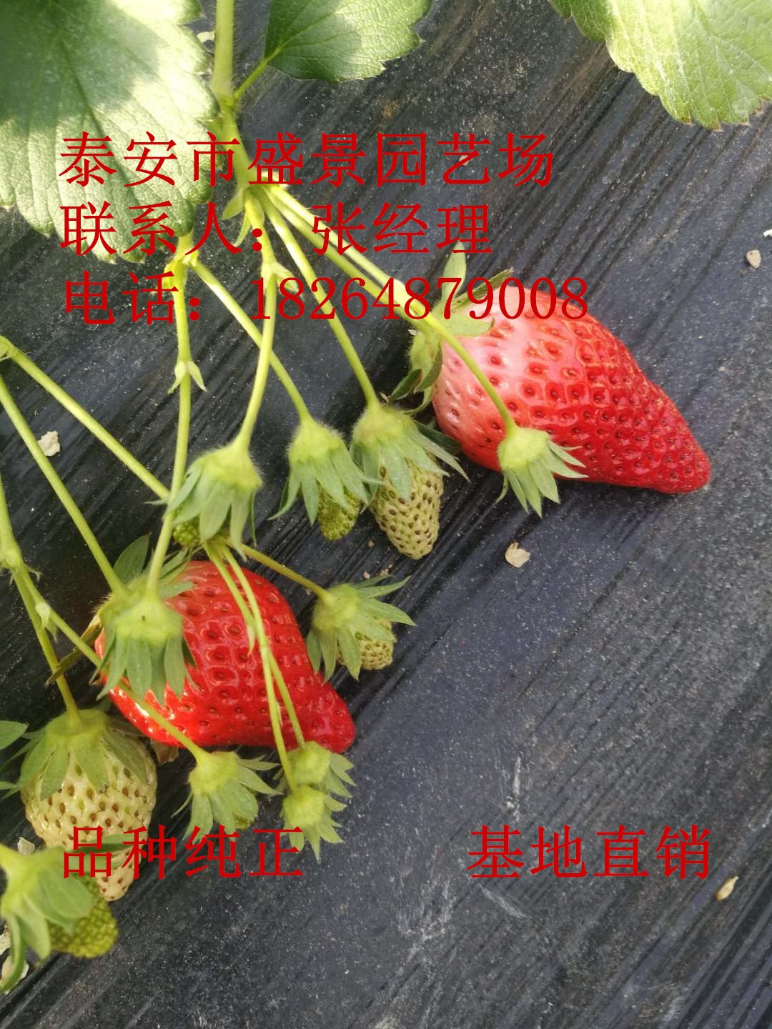 广安市丰香丰香草莓苗  园艺场