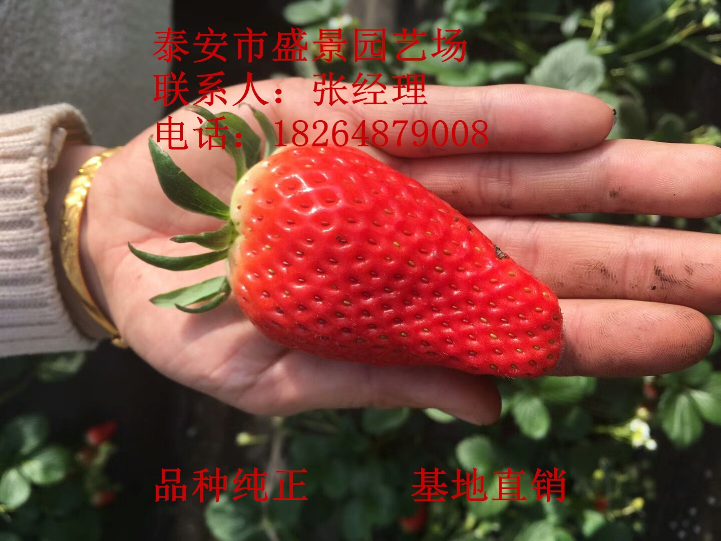 商丘市公主草莓苗品种