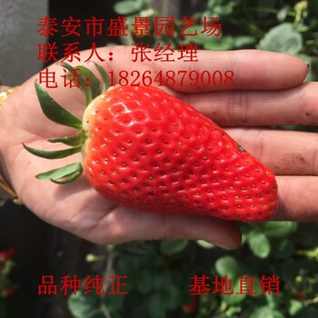 马鞍山市甜宝草莓苗价格