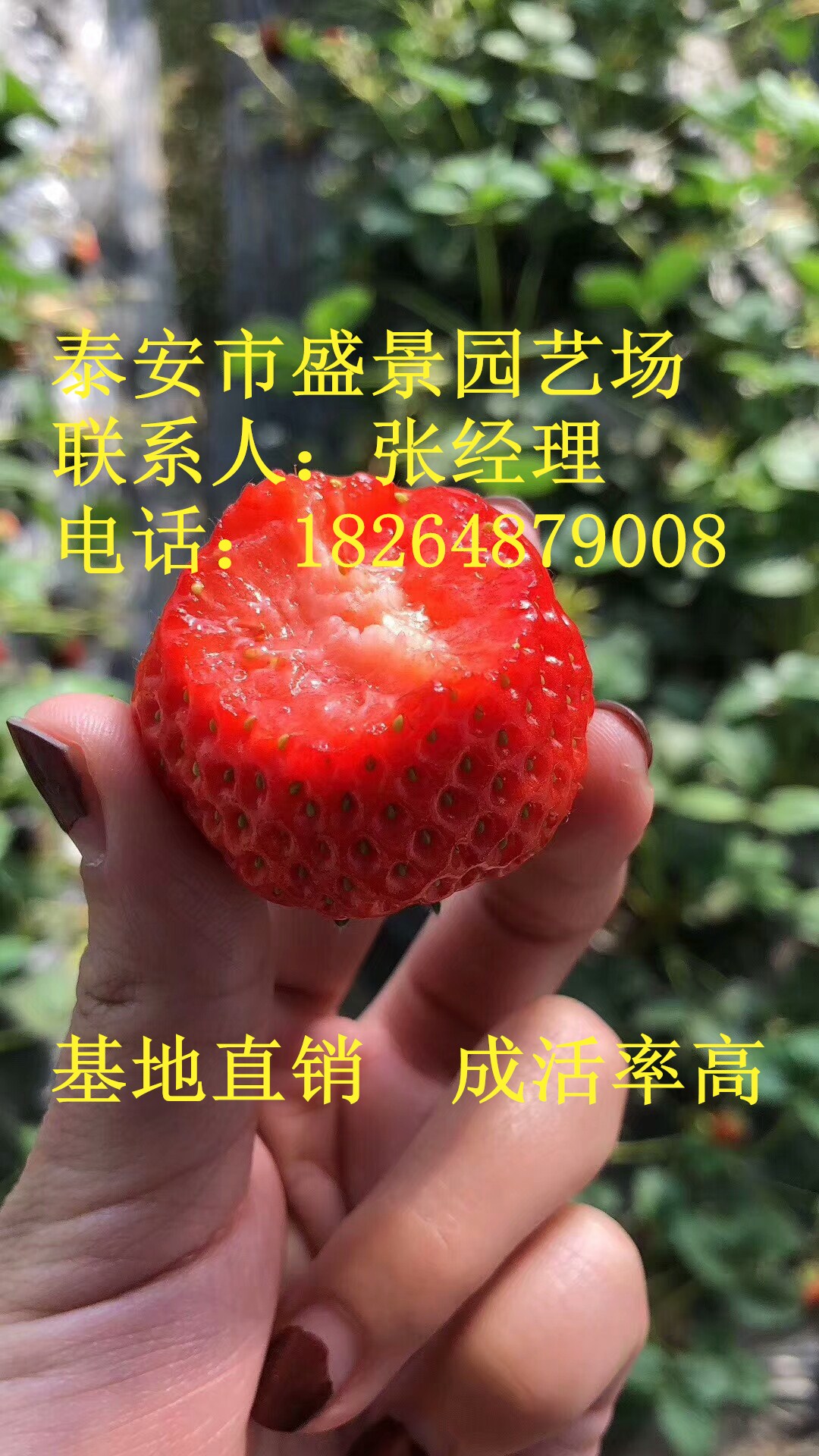 柳州市美十三草莓苗  园艺场