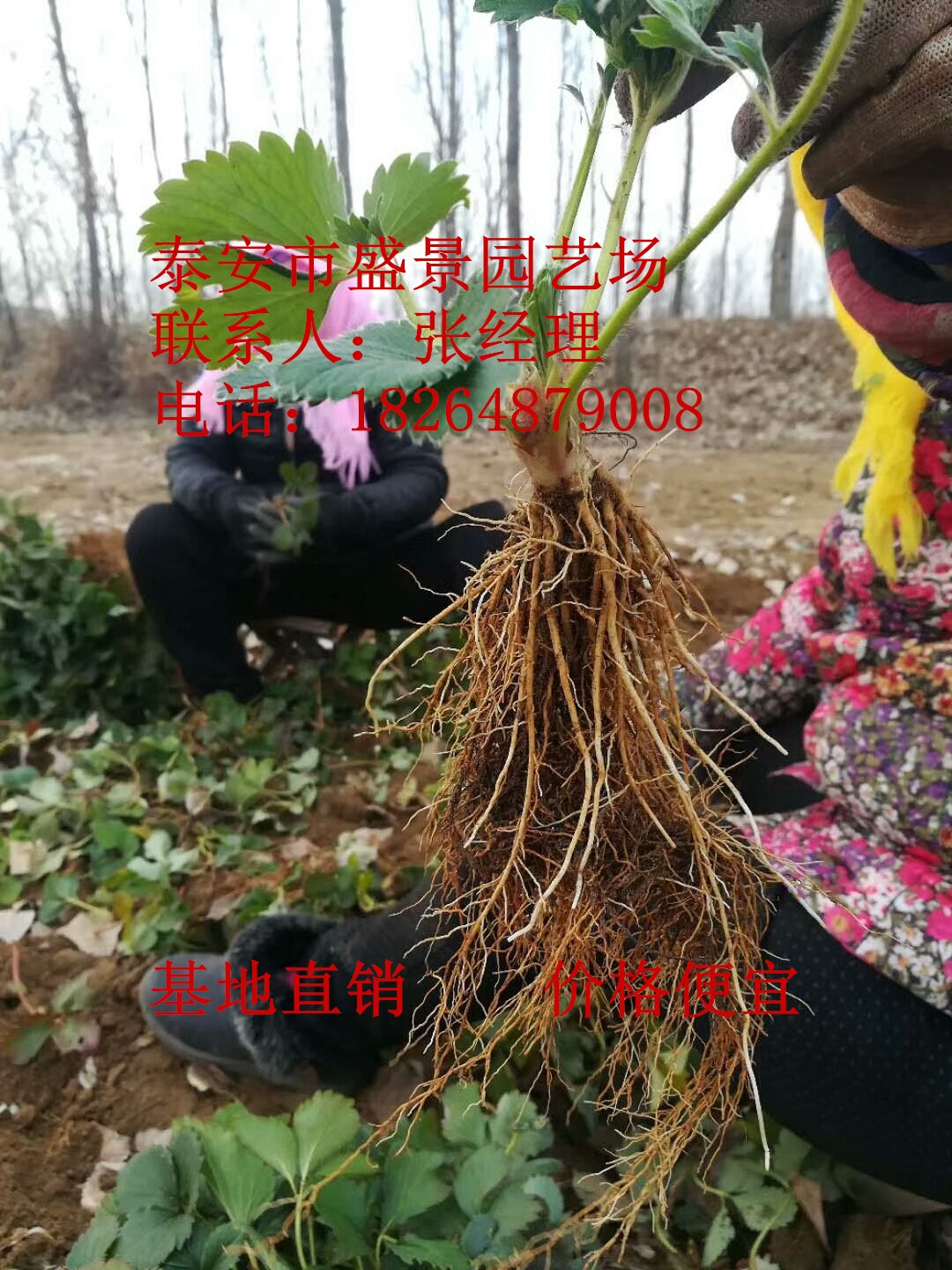 宁波市丰香丰香草莓苗  行情价格