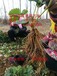 龙岩市甜查理草莓苗种植基地