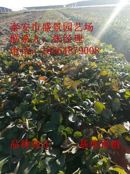 隨州市甜查理草莓苗價格