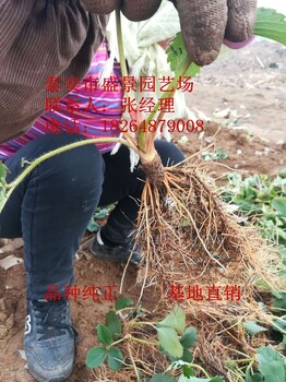 云南省白雪公主草莓苗多少钱一棵