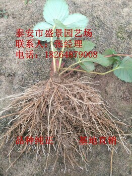 北海市桃熏小白草莓苗价格