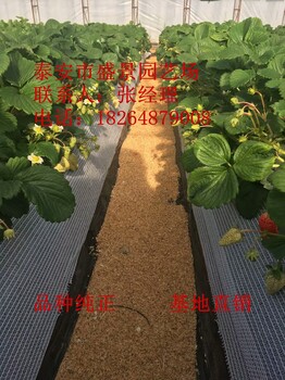 宁波市丰香丰香草莓苗行情价格