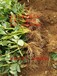 龙岩市贵美人草莓苗种植基地