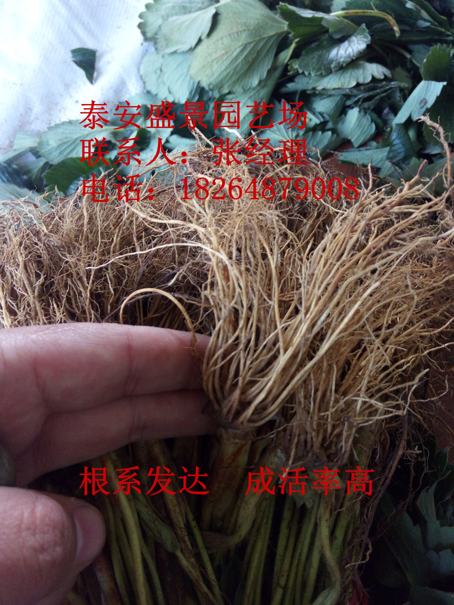 北海市桃熏小白草莓苗价格