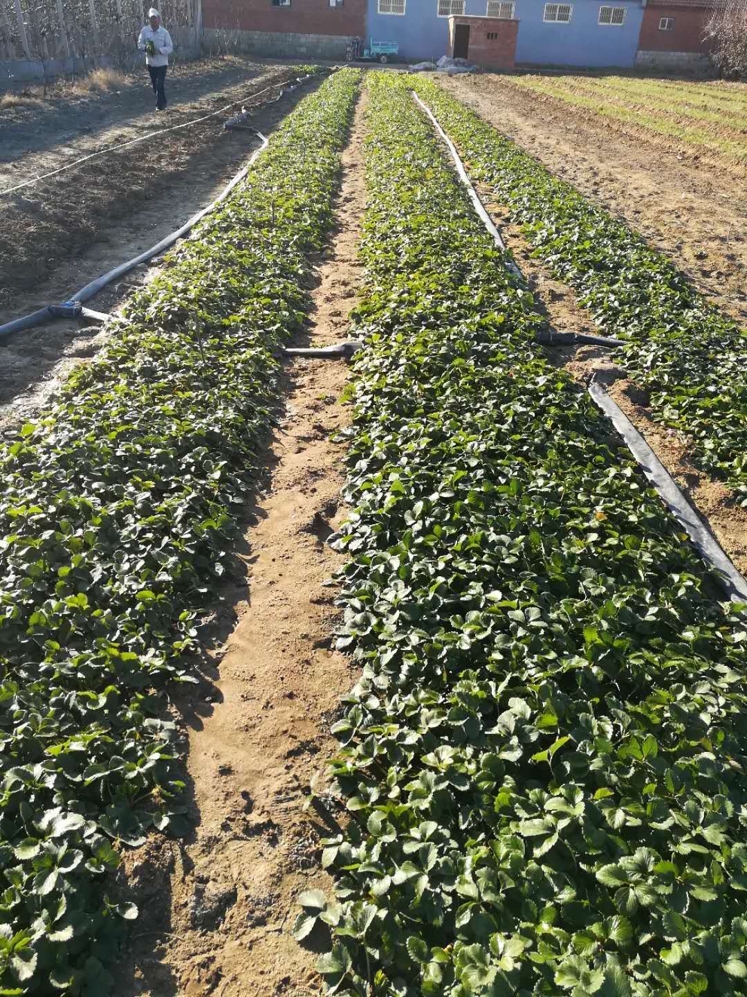 湘西全草莓苗种植基地