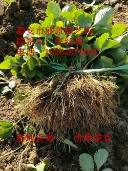 西藏美十三草莓苗行情价格