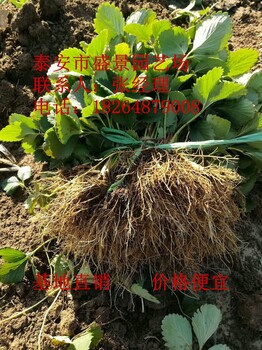 西藏美十三草莓苗行情價格