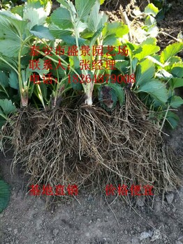 迪庆桃熏小白草莓苗种植基地