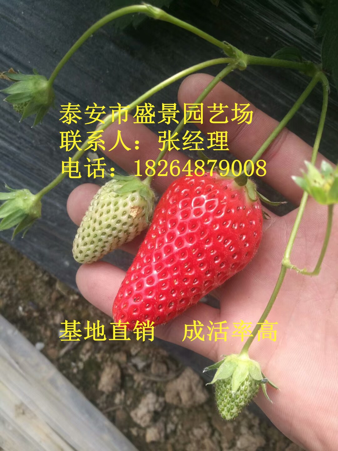 厦门市桃熏小白草莓苗价格