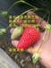 梧州市桃熏小白草莓苗种植基地