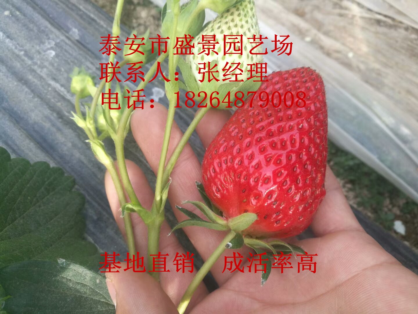 连云港市法兰地草莓苗哪里便宜